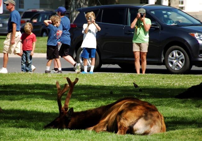 Yellowstone braces for more crowds after 2 years of records | iNFOnews.ca Yellowstone braces for more crowds after 2 years of records | iNFOnews.ca