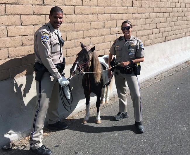 Pony on California freeway clipped by hit-and-run driver | iNFOnews.ca