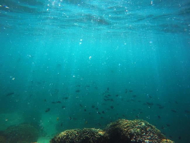 The Latest: Fishermen aim to work with Hawaii on coral plan | iNFOnews.ca CP1984480265