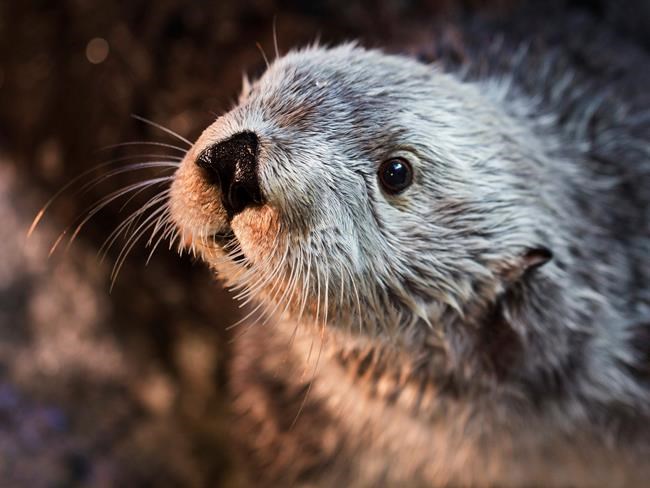 Oldest southern sea otter in captivity dies in California | iNFOnews.ca