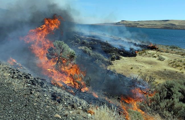 US releases review on removing vegetation to stop wildfires | iNFOnews.ca US releases review on removing vegetation to stop wildfires | iNFOnews.ca