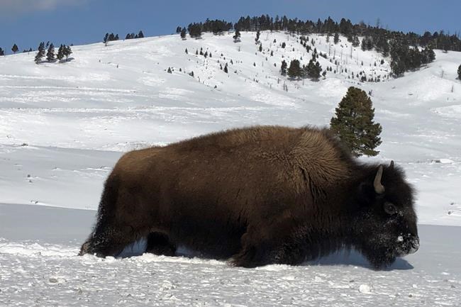 Yellowstone slaughters wild bison to shrink park's herds | iNFOnews.ca