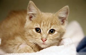 Denver kitten found freezing, barely breathing saved by heating pads, blankets and hair dryer | iNFOnews.ca CP30702602