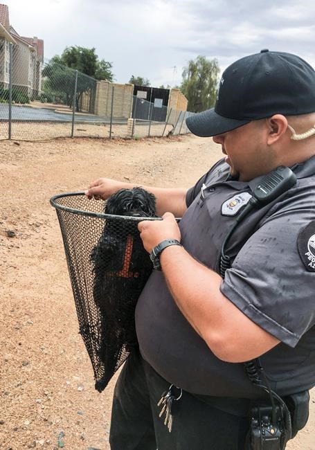 The Latest: Phoenix area kept under flood warning | iNFOnews.ca