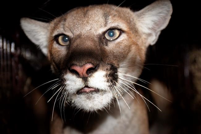 New mountain lion added to Southern California study | iNFOnews.ca