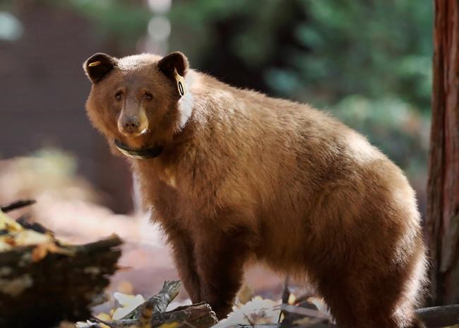 Watch their steps: Track journey of Yosemite bears online | iNFOnews.ca