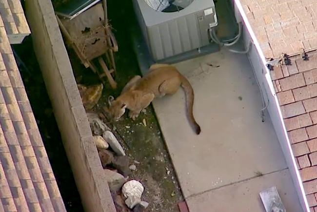 Cat-and-mouse game: Mountain lion roams California backyards | iNFOnews.ca