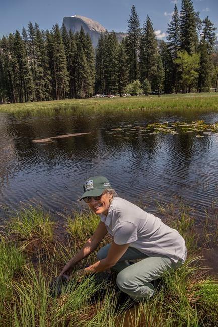 Red-legged frogs thriving in Yosemite after long absence | iNFOnews.ca