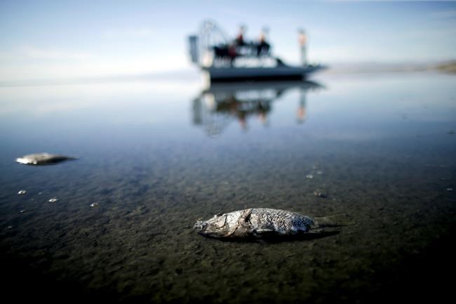 California approves rescue plan for shrinking Salton Sea | iNFOnews.ca California approves rescue plan for shrinking Salton Sea | iNFOnews.ca