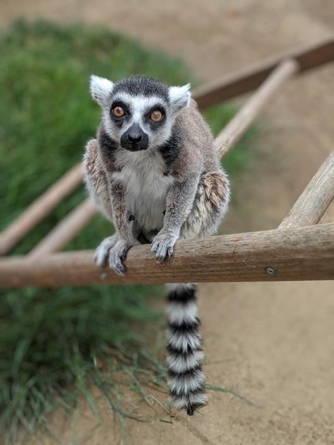Man pleads guilty to taking lemur from California zoo | iNFOnews.ca Man pleads guilty to taking lemur from California zoo | iNFOnews.ca
