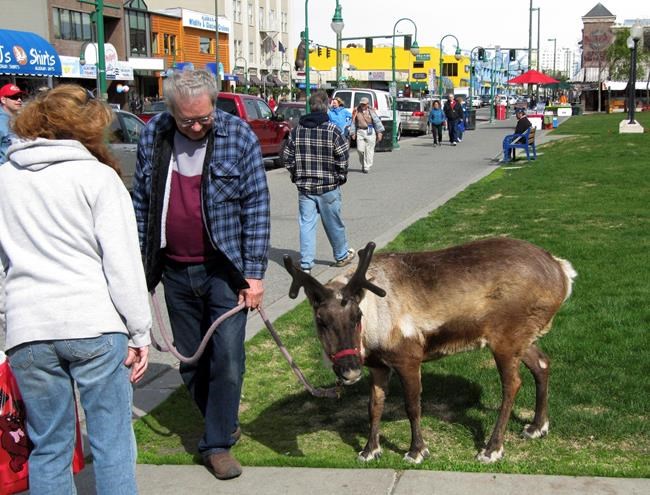 Alaska's popular reindeer, Star, dies in owner's arms | iNFOnews.ca