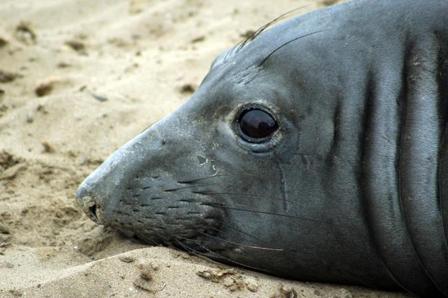 Elephant seal sets record by swimming farthest west | iNFOnews.ca