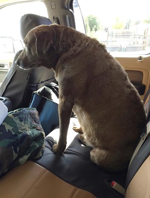 After spending 9 months alone in mountains, lost dog is home | iNFOnews.ca After spending 9 months alone in mountains, lost dog is home | iNFOnews.ca