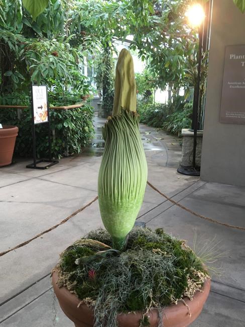 Stinky 'corpse flower' expected to bloom in California | iNFOnews.ca