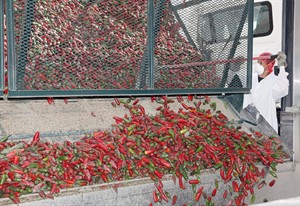Judge to decide whether to shut down Sriracha hot sauce factory over odour complaints | iNFOnews.ca CP25733396
