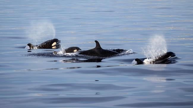 California whale watchers see rare orcas, including calf | iNFOnews.ca