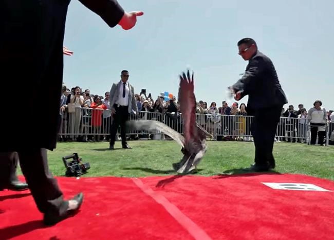 Pelicans crash California graduation, 1 lands on red carpet | iNFOnews.ca