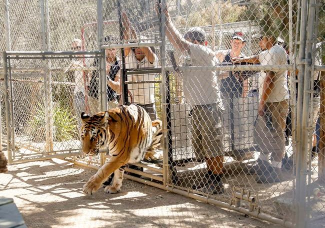 Lions, tigers returned to sanctuary threatened by wildfire | iNFOnews.ca