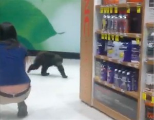 Bear cub found in Oregon drugstore goes to wildlife rehab; goal is to release it back to wild | iNFOnews.ca CP30388891