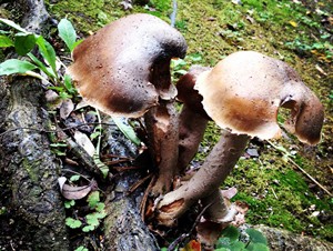 Fungus lovers rejoice as rains fuel mushroom boom in drought-stricken California | iNFOnews.ca CP31294324