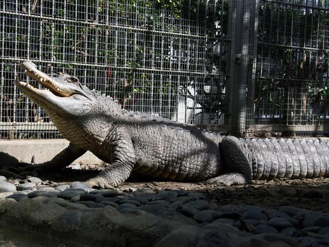 After 18 years, alligator gets new home at LA Zoo | iNFOnews.ca