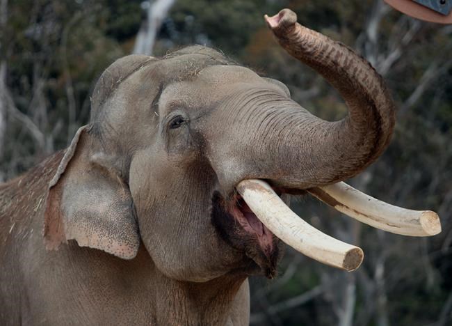 San Diego Zoo euthanizes 50-year-old elephant | iNFOnews.ca