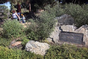 Tree planted in Los Angeles park in memory of Beatles guitarist George Harrison | iNFOnews.ca CP32055453