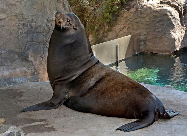 Buddy the blind sea lion goes to Los Angeles Zoo | iNFOnews.ca Buddy the blind sea lion goes to Los Angeles Zoo | iNFOnews.ca
