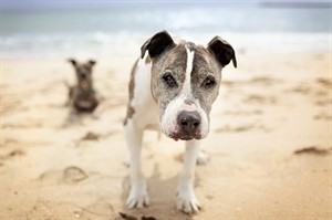 Potential pet adopters urged to take a look at older dogs, cats despite special needs | iNFOnews.ca CP24508644