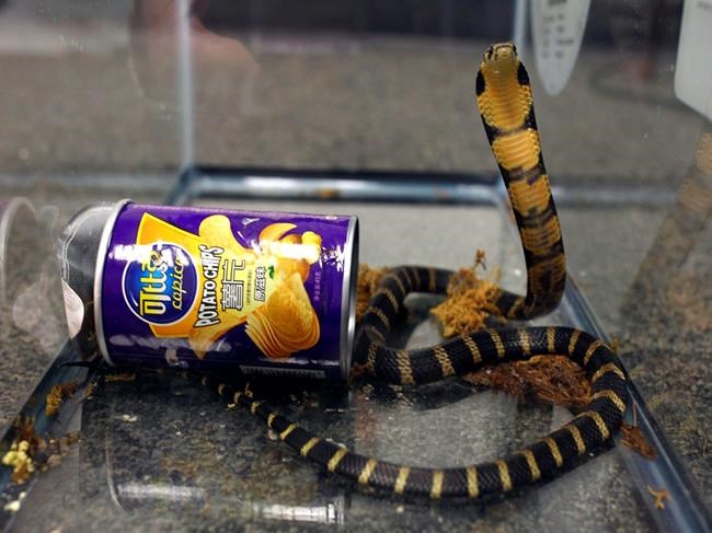 Man sentenced for smuggling king cobras in potato chip cans | iNFOnews.ca CP394851081