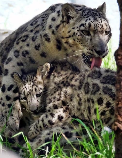 Fuzzy snow leopard kittens romp and roll for LA Zoo debut | iNFOnews.ca