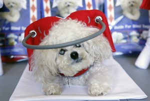 Halo-like device that protects blind dogs from bumps, spills is among products for aging pets | iNFOnews.ca CP30477515