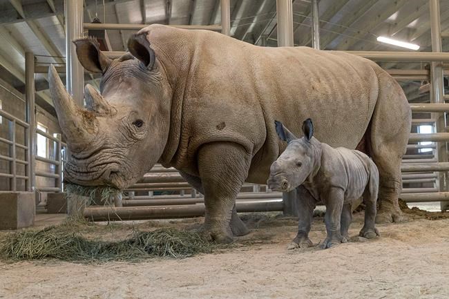 Baby white rhino gets name, frolics in mud at San Diego zoo | iNFOnews.ca