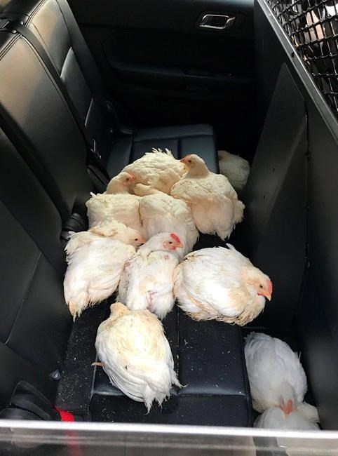 Brake for beaks: California officers save chickens from road | iNFOnews.ca