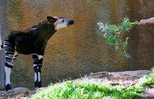 Los Angeles Zoo puts baby okapi on display | iNFOnews.ca CP578987210
