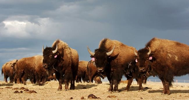 Native American lawmakers seek federal help on Montana bison | iNFOnews.ca