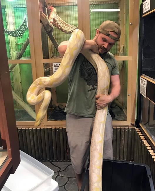 Python that went missing during California fire is found | iNFOnews.ca Python that went missing during California fire is found | iNFOnews.ca