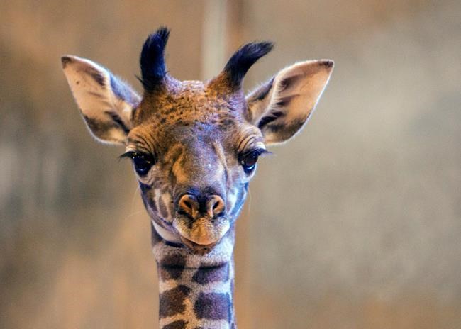 Phoenix zoo celebrates birth of baby giraffe | iNFOnews.ca