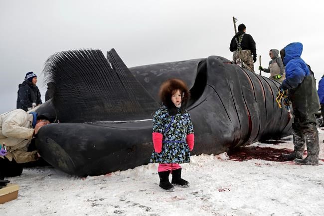 Feds review annual whaling quotas for Alaska Native hunters | iNFOnews.ca Feds review annual whaling quotas for Alaska Native hunters | iNFOnews.ca