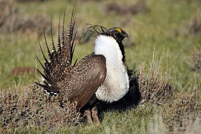Environmentalists oppose off-roaders' lawsuit over bird plan | iNFOnews.ca