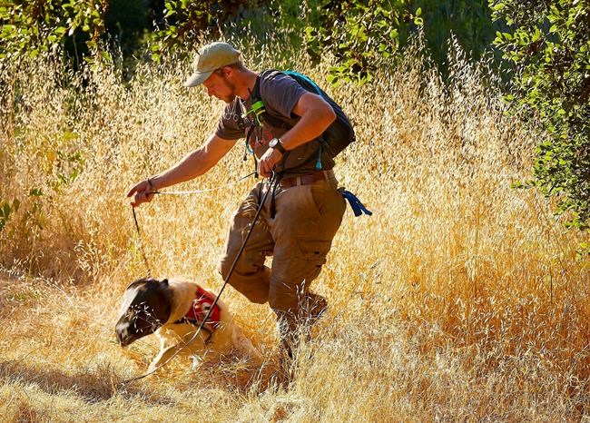 Dog helps sniff out invasive ants on California island | iNFOnews.ca Dog helps sniff out invasive ants on California island | iNFOnews.ca