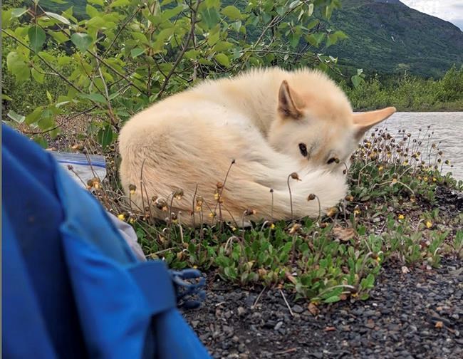 Alaskan husky helps rescue injured hiker near Anchorage | iNFOnews.ca Alaskan husky helps rescue injured hiker near Anchorage | iNFOnews.ca