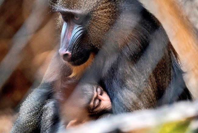 2 baby mandrill monkeys make debut at Los Angeles Zoo | iNFOnews.ca