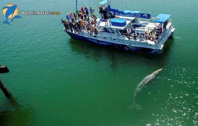 Baby whale gets up close with Southern California beachgoers | iNFOnews.ca
