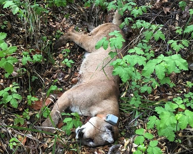 Rat poison found in California mountain lion that died | iNFOnews.ca Rat poison found in California mountain lion that died | iNFOnews.ca