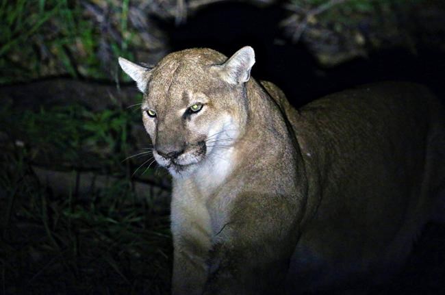 Rat poison found in body of California mountain lion | iNFOnews.ca