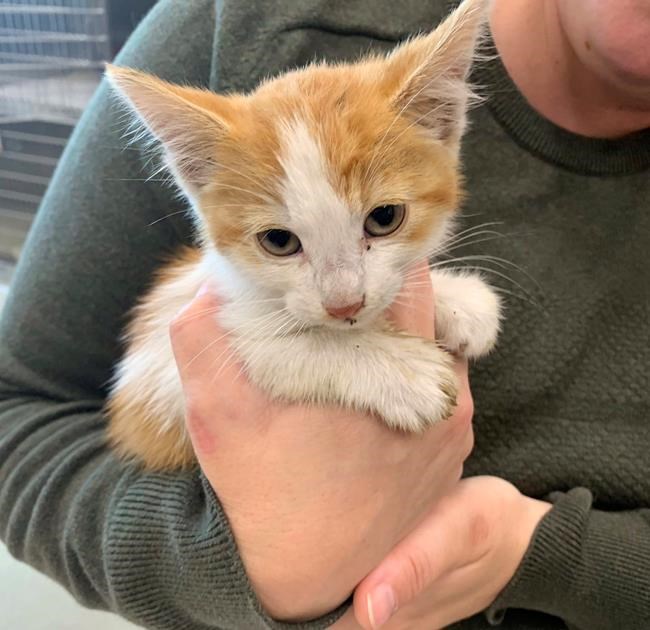 6-week-old kitten rescued from Cupertino storm drain | iNFOnews.ca