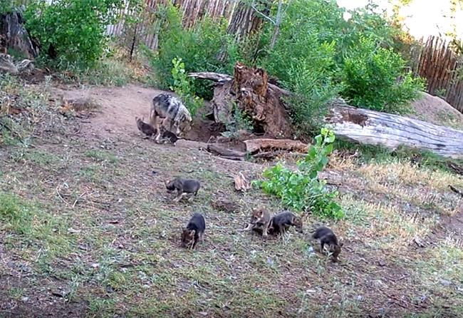 Endangered Mexican wolves welcome 7 pups at Albuquerque zoo | iNFOnews.ca