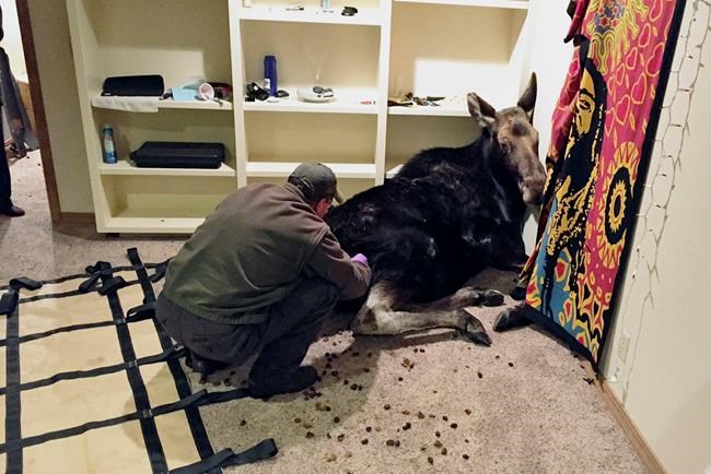 Moose rescued after fall into Idaho basement | iNFOnews.ca