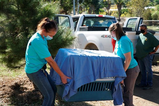 Bobcat burned in California wildfire set for release to wild | iNFOnews.ca